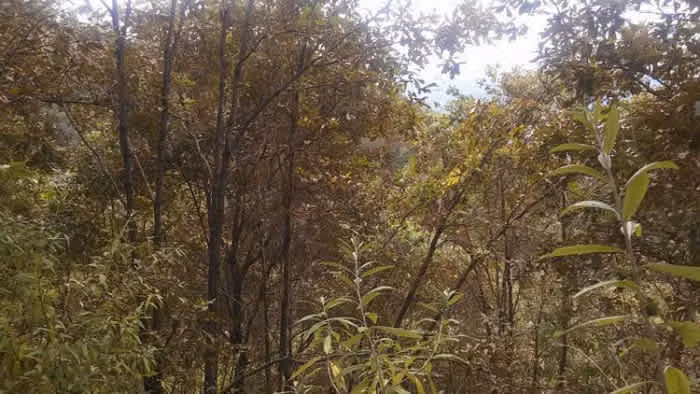 En Venta 70 Manzanas Terreno Boscoso San Pedro Ayampuc - Imagen 12
