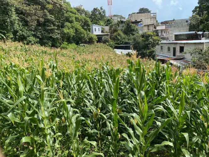 Alquilo Terrenos en Santa Catarina Pinula | ACODI - Imagen 2