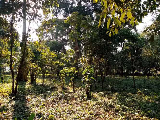 Vendo Terreno en Santa Lucía Cotzumalguapa, Escuintla | ACODI - Imagen 8