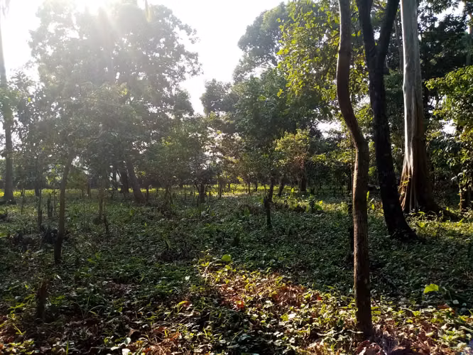 Vendo Terreno en Santa Lucía Cotzumalguapa, Escuintla | ACODI - Imagen 6