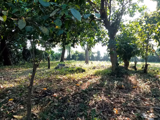 Vendo Terreno en Santa Lucía Cotzumalguapa, Escuintla | ACODI - Imagen 2