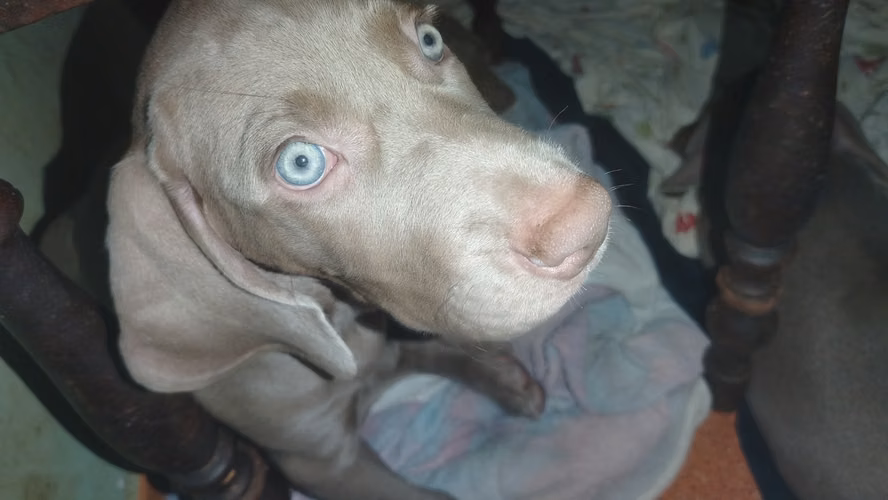 Weimaraner  Cachorros Blue y grises - Imagen 6