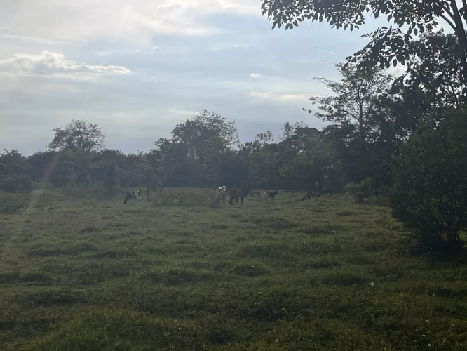 Terreno en Venta en Masagua, Escuintla – 2 Manzanas Planas con Pozo
