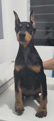 Cachorros Doberman