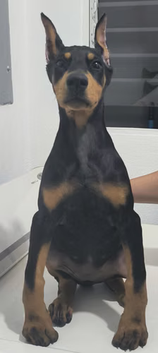 Cachorros Doberman