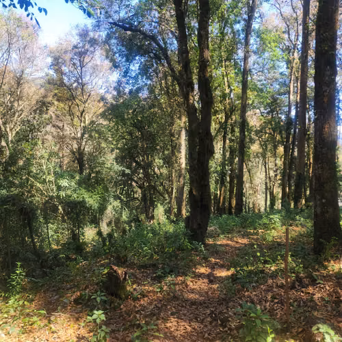 Vendo Terreno dentro de Residencial en Bosque Vivo