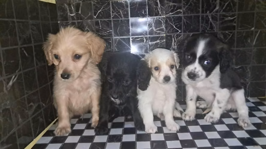 Cocker spaniel
