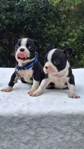 Boston Terrier Visacuotas