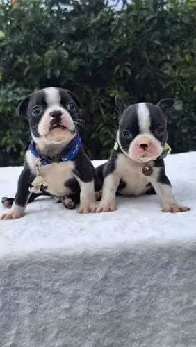 Boston Terrier Visacuotas