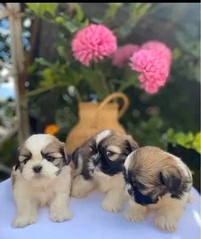 Cachorros Shihtzu shitsu shit zu visacuotas