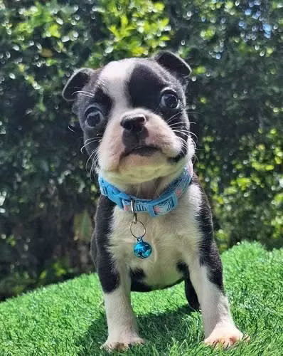 Boston Terrier Visacuotas