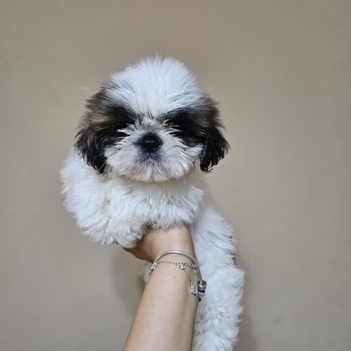 Hermosos cachorros shitzu