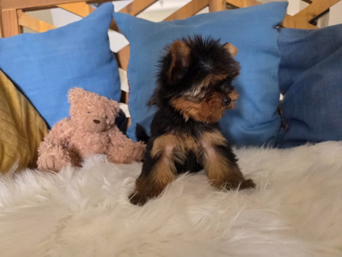 Yorkshire terrier macho pedigree A - Imagen 6