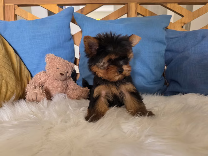 Yorkshire terrier macho pedigree A - Imagen 7