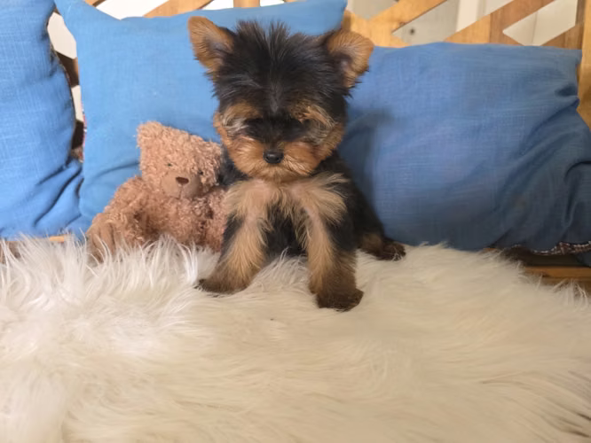 Yorkshire terrier macho pedigree A - Imagen 2