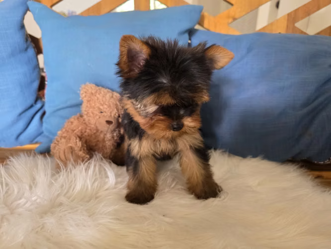 Yorkshire terrier macho pedigree A - Imagen 3