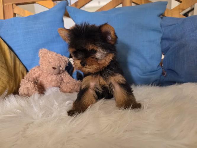 Yorkshire terrier macho pedigree A - Imagen 5