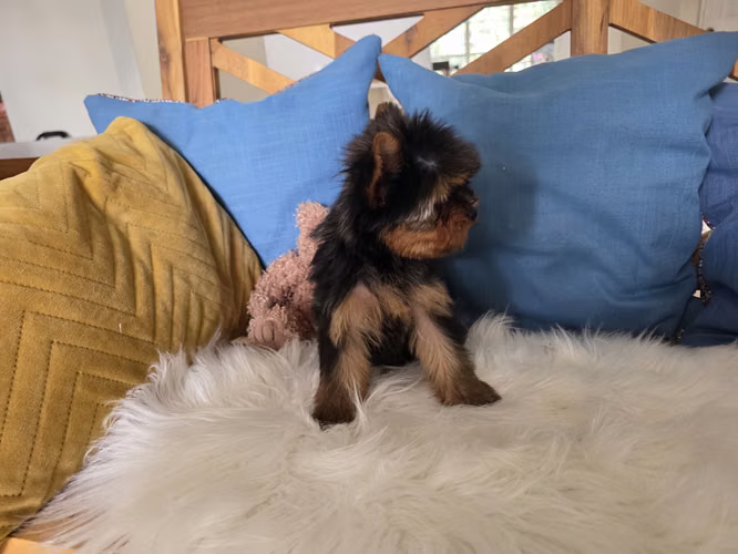 Yorkshire terrier macho pedigree A - Imagen 4