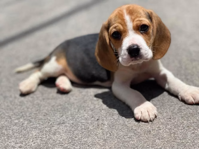 Beagles (snoopy)