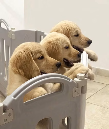 Golden retriever - Imagen 3