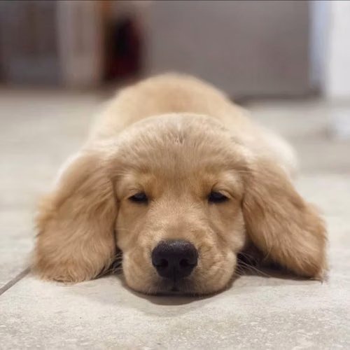Golden retriever - Imagen 5