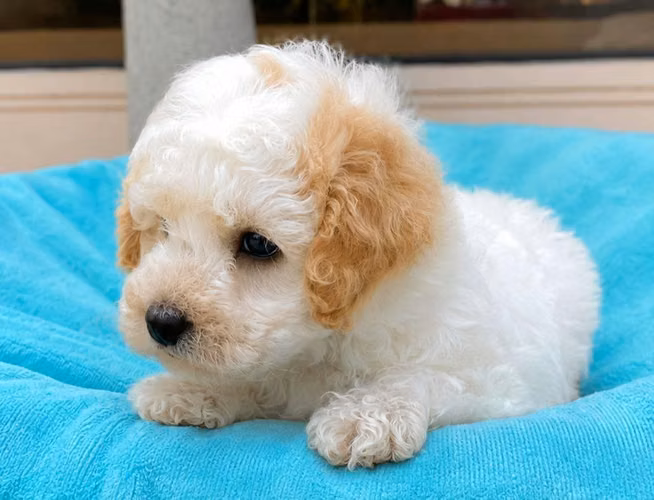 French Poodle mini
