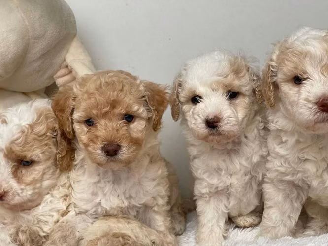 French Poodle