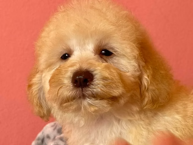 French Poodle