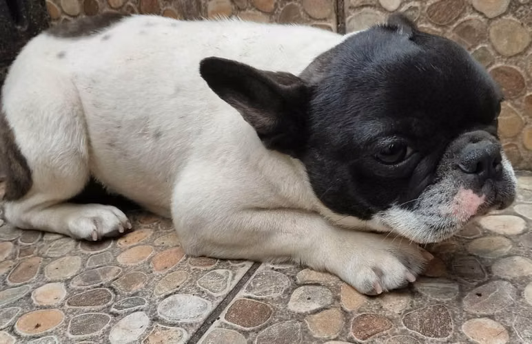 BULLDOG FRANCÉS