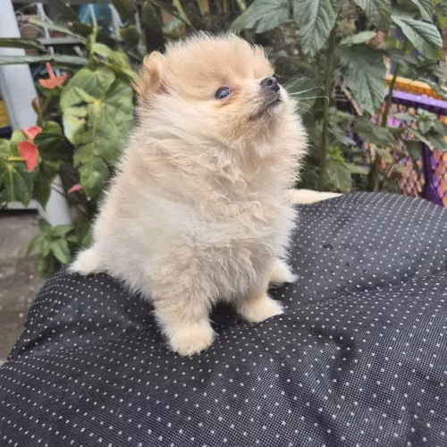 Pomerania Hembra - Imagen 3