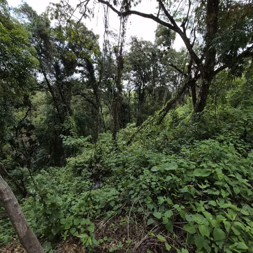 Terreno en venta Santa Rosalia km 12 C. al Salvador - Imagen 8