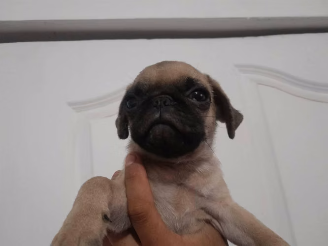 Pug exelente raza a domicilio en todo el pais - Imagen 4