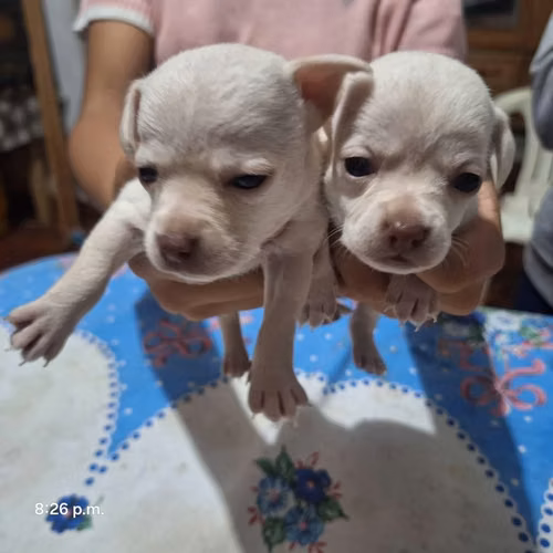 Chihuahuas
