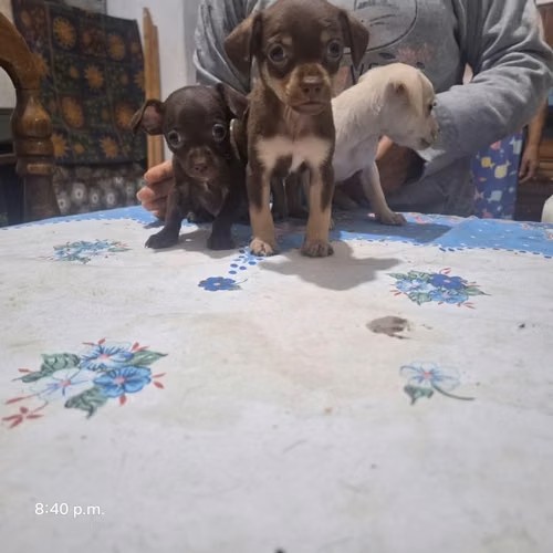 Chihuahuas