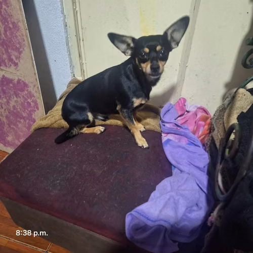 Chihuahuas