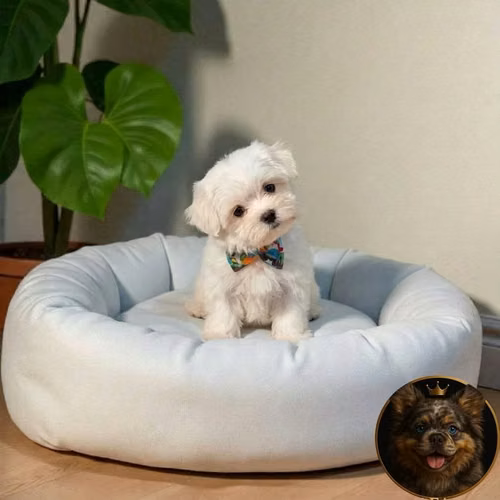 Bichón Maltés - Imagen 5