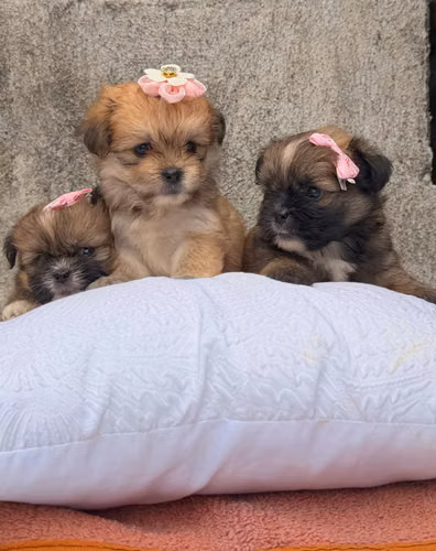 Perritos shitzu - Imagen 2