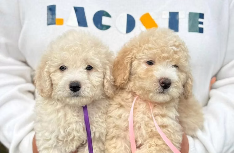 French Poodle Mini