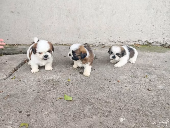 Hermosos shitzus imperiales super chatos