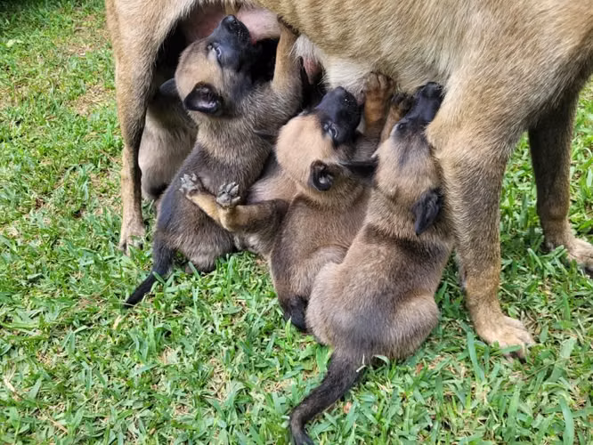 Belga malinois cachorros de lujo