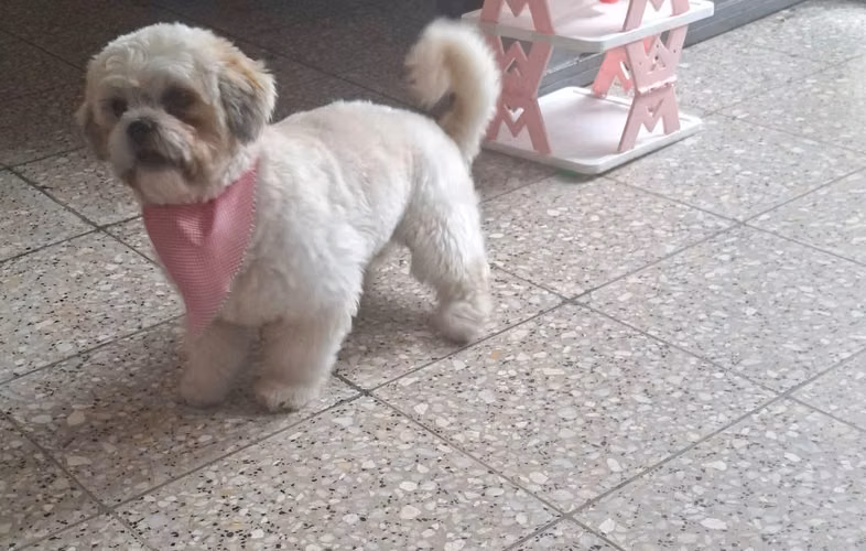 Cachorra Shitzu - Imagen 2