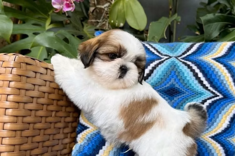 Hermosos Shitzu Hembra y Macho Shihtzu