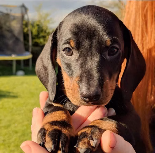 Dachshund Salchichas