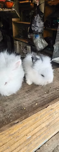 Vendo conejos cabeza de león - Imagen 2
