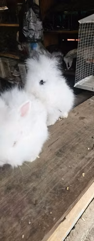 Vendo conejos cabeza de león - Imagen 6