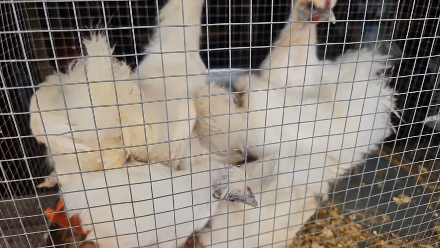 Gallina japonesa - Imagen 2