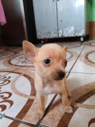 Chihuahuas cabeza de manzana - Imagen 3