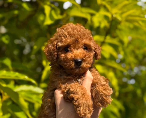 French poodle Mini Rojo (Caniche Toy)