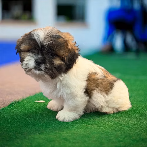 Shih Tzu - Imagen 8