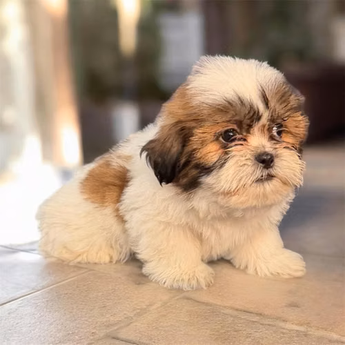 Shih Tzu - Imagen 2